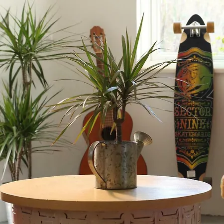 Blacksheep & Surf Σάγκρες