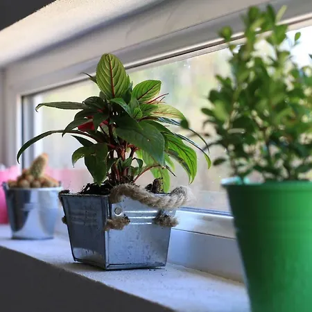 Pensjonat Blacksheep & Surf Sagres